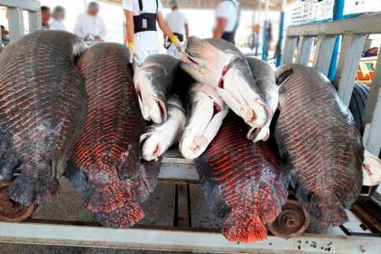 Estudo apoiado pelo Governo do Amazonas analisa potencial de produtos amazônicos da bioeconomia