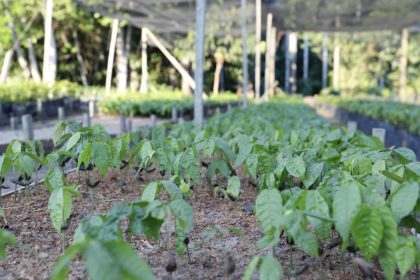 Sepror divulga datas limites de inscrição no Garantia Safra 2024-2025 no Amazonas