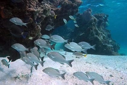 Deputados podem votar hoje a proposta da Lei do Mar