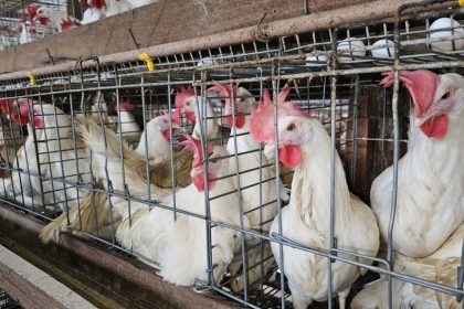 Portaria da Adaf regulamenta comércio de aves vivas no Amazonas