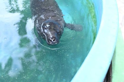 Ipaam transporta filhote de peixe-boi resgatado em Urucará para acolhimento no Inpa