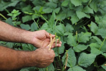 Pagamento do Garantia Safra para 375 agricultores familiares de Guajará e Envira iniciou nesta terça-feira (18/03)