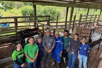 Em Manacapuru, Idam identifica e pesa bezerros do ‘Programa Mais Pecuária Brasil’