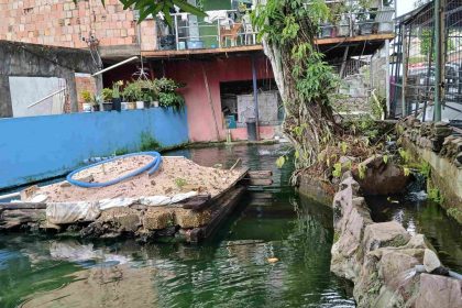 Ipaam multa em R$ 140 mil homem por criar tartarugas, pirarucus e tambaquis ilegalmente em casa no Parque Dez