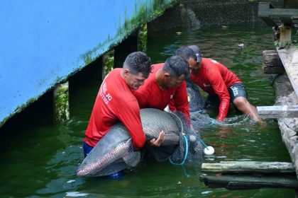 Ipaam, BPAmb e Ufam resgatam 74 animais, entre tartarugas e peixes, mantidos de forma ilegal em casa no Parque Dez