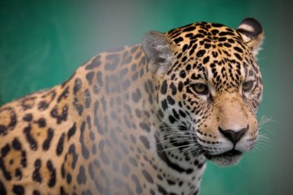 Projeto proíbe importação e exportação de animais silvestres vivos