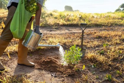Fundo Estadual de Meio Ambiente dispõe de mais de R$ 25 milhões para projetos de reposição florestal