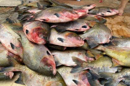 Governo do Amazonas entrega 2 toneladas de pescado para comunidades indígenas de Manaus