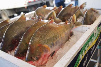 Semana Santa: FVS-RCP orienta como comprar peixe com segurança