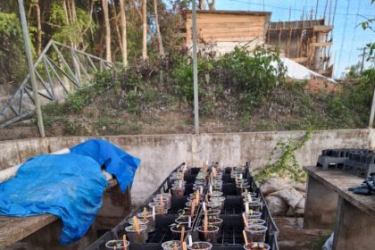 Estudo apoiado pelo Governo do Amazonas analisa potencial ornamental de folhas e frutos