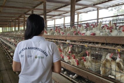 Influenza Aviária: Adaf emite orientações aos Responsáveis Técnicos de granjas do Amazonas