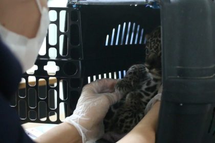 Noventa animais silvestres são resgatados pelo Ipaam de janeiro a maio