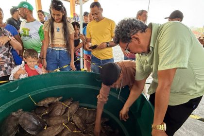 Avanço histórico: Amazonas promove pela primeira venda legal de quelônios manejados em Carauari