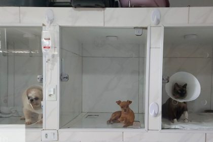Ipaam orienta sobre o licenciamento obrigatório de clínicas veterinárias no Amazonas