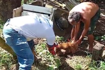Prefeitura de Manaus vacina cães e gatos contra a raiva em comunidades ribeirinhas do rio Negro