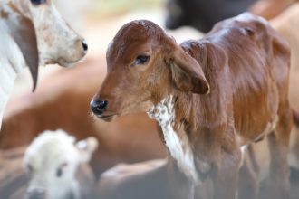 Adaf alerta pecuaristas que prazo para vacinação contra a brucelose termina na segunda-feira