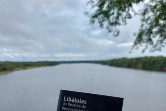 Com apoio do Governo do Amazonas, pesquisa identifica mais de 11,3 mil insetos aquáticos na RDS do Uatumã