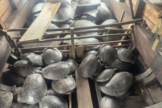 Sema e Forças de Segurança recuperam mais de 250 quelônios capturados ilegalmente em Canutama e Lábrea