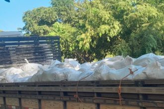 Governo do Amazonas inicia entrega de 250 mil sementes de cacau a agricultores familiares do estado