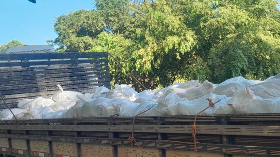 Governo do Amazonas inicia entrega de 250 mil sementes de cacau a agricultores familiares do estado