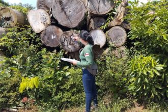 No Dia da Árvore, Ipaam orienta empreendedores sobre manejo florestal sustentável no Amazonas