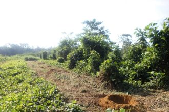 Ipaam orienta sobre importância do Plano de Recuperação de Áreas Degradadas