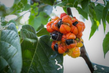Lei reconhece Maués, no Amazonas, como Capital Nacional do Guaraná