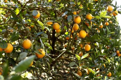 Governo libera R$ 83,5 milhões para o combate a pragas e doenças em animais ou plantas