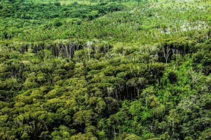 Comissão da Amazônia discute futuro das florestas públicas não destinadas