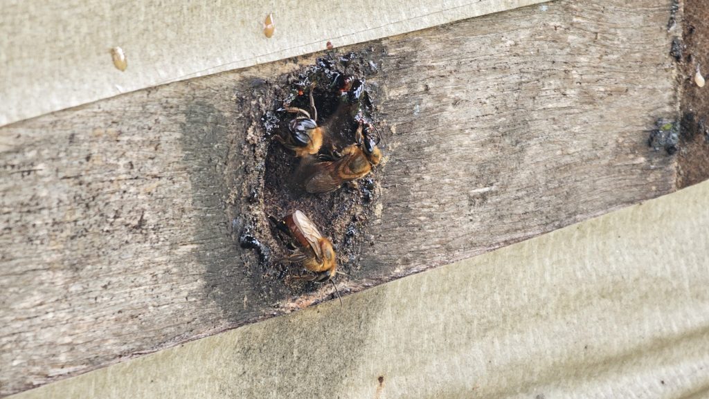 Adaf convoca produtores para atualização cadastral de animais até 15 de dezembro