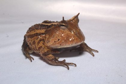 Encontro Save the Frogs lança guia ilustrado para anuros do Médio Solimões em Tefé com apoio da Fapeam