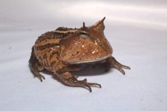 Anfíbios do Médio Solimões são protagonistas de evento científico apoiado pelo Governo do Amazonas