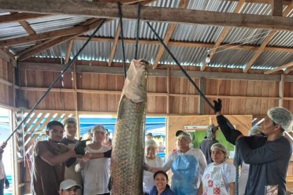 Em Maraã, pescadores realizam primeira pesca de pirarucu manejado