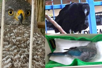 Ipaam reforça atuação na proteção da fauna silvestre com 37 resgates em outubro