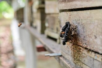 Ipaam contabiliza 283 criadores de abelhas sem ferrão no Amazonas e reforça incentivo à atividade sustentável