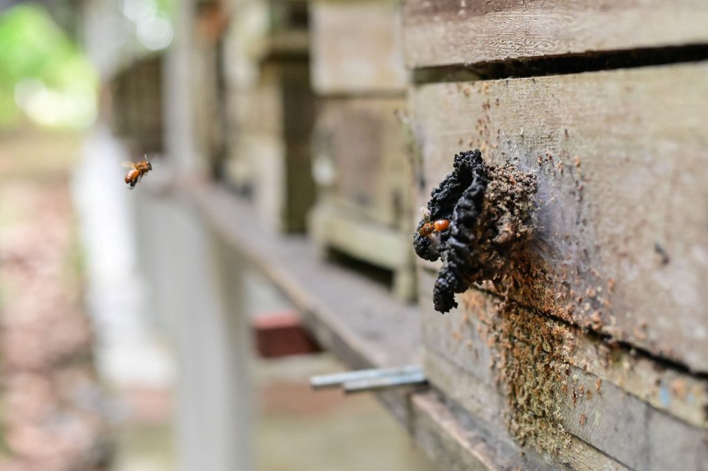 Ipaam contabiliza 283 criadores de abelhas sem ferrão no Amazonas e reforça incentivo à atividade sustentável