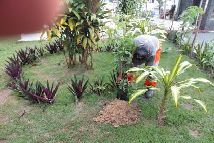 Prefeitura de Manaus reforça arborização e acolhimento nos cemitérios com plantio de mudas de pau-pretinho