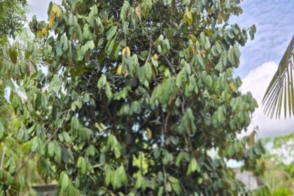 Idam fortalece a cadeia produtiva da avicultura de Santa Isabel do Rio Negro com curso de capacitação