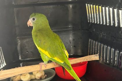 Ipaam registra 38 resgates de animais silvestres em novembro na capital