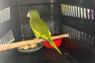 Ipaam resgatou 389 animais silvestres em Manaus ao longo em 2025