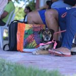 Sepet divulga datas de agendamento presencial para o Castramóvel no Shopping ViaNorte