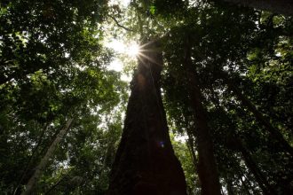 Balanço 2025: Amazonas registra menor número de focos de calor em 23 anos, aponta Inpe