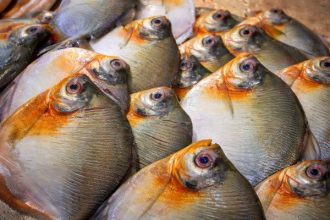 Vigilância em saúde apresenta análise dos casos de Doença de Haff no estado