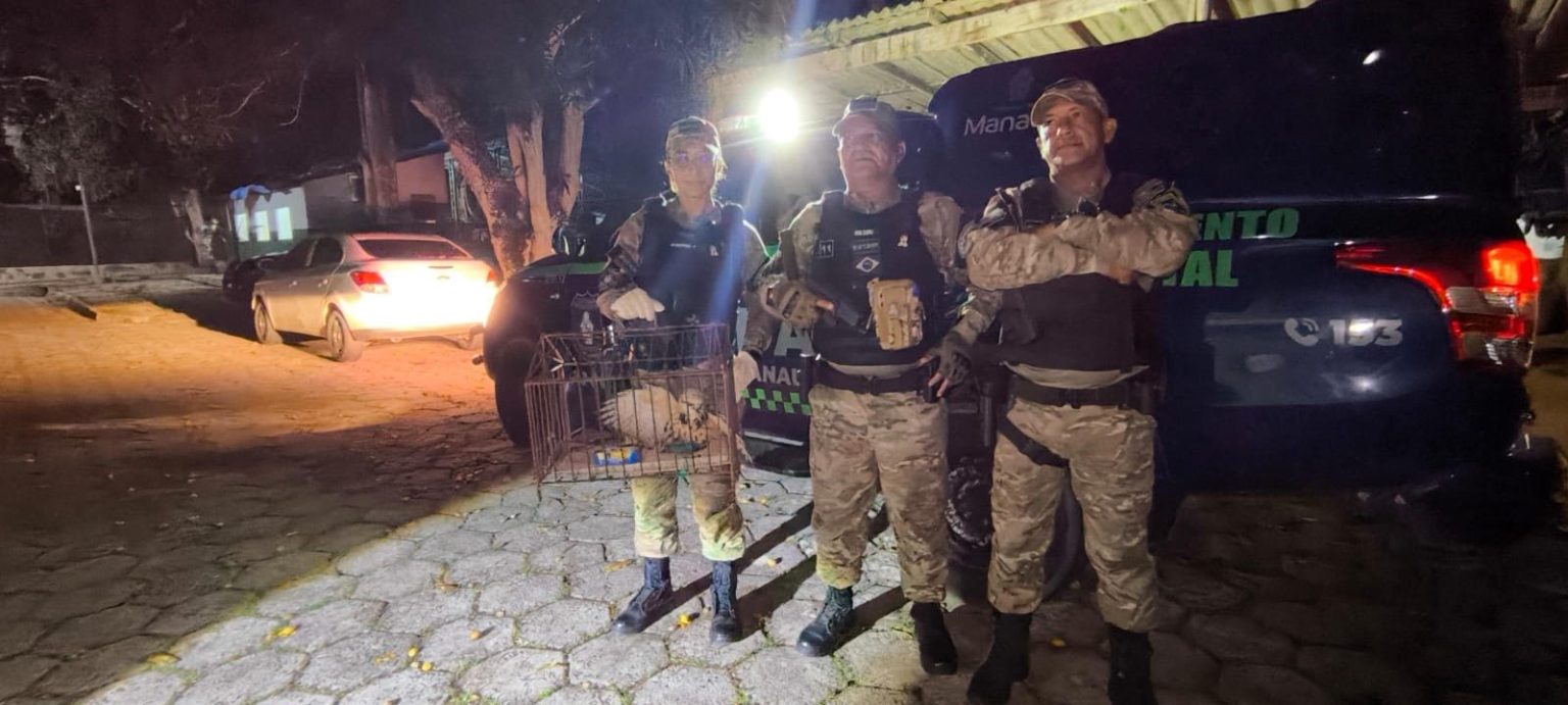 Guarda Municipal resgata gavião em bueiro no bairro Parque 10 de Novembro 