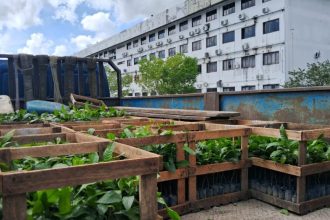 Idam está com inscrições abertas para doações de mudas de castanha-da-Amazônia até 20 de março