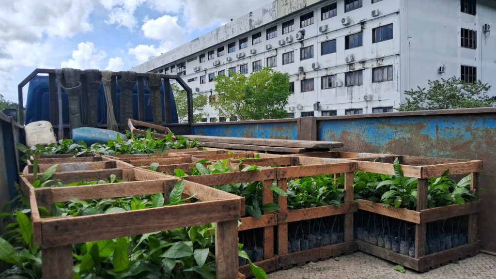 Idam está com inscrições abertas para doações de mudas de castanha-da-Amazônia até 20 de março