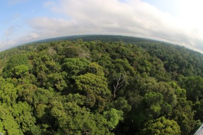 Balanço 2025: Amazonas tem menor número de alertas de desmatamento dos últimos oito anos