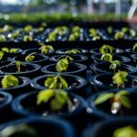 Semig destaca investimento de US$ 100 milhões da Mineração Taboca como marco para o desenvolvimento mineral do Amazonas