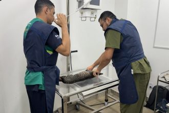 Sepet resgata animal vítima de maus-tratos no Residencial Eliza Miranda, em Manaus