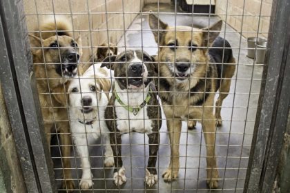 Lei oficializa Julho Dourado para promover saúde animal e prevenir zoonoses